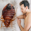 Bed Bug Control 