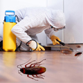 Cockroach /Ants Control