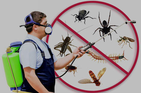 Pest Control Solutions