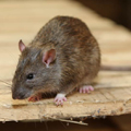 Rodents-Rats-Control
