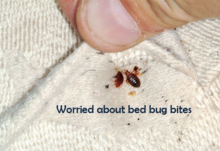 Bed Bugs Control
